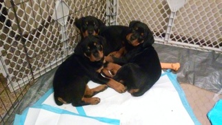 Rottweiler Puppy for sale in KANSAS CITY, MO, USA