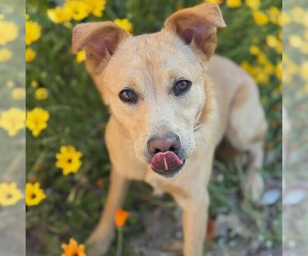Medium Photo #2 Labrador Retriever-Unknown Mix Puppy For Sale in San Diego, CA, USA