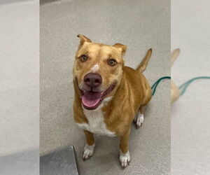 Labrador Retriever-Unknown Mix Dogs for adoption in Baytown, TX, USA