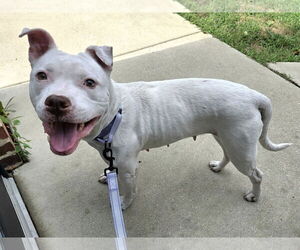American Pit Bull Terrier-Unknown Mix Dogs for adoption in Millersville, MD, USA