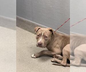 Mutt Dogs for adoption in Las Vegas, NV, USA