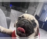 Small Photo #4 Pug Puppy For Sale in LITTLE FALLS, NJ, USA