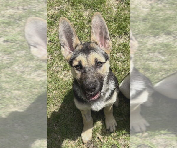 Medium Photo #1 Mutt Puppy For Sale in Andover, MN, USA