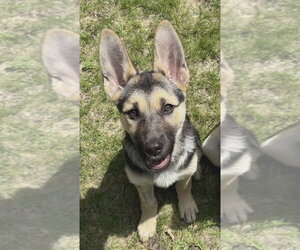 Mutt Dogs for adoption in Andover, MN, USA