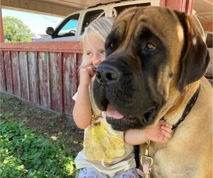 Father of the Mastiff puppies born on 04/28/2022