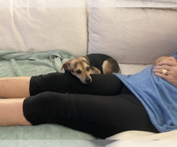 Medium Photo #4 Beagle-Unknown Mix Puppy For Sale in Escondido, CA, USA