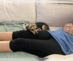 Small #3 Beagle Mix
