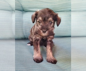 Schnauzer (Miniature) Puppy for sale in TRINITY, NC, USA