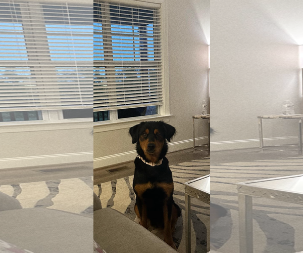 Medium Photo #5 Labrottie Puppy For Sale in Holly Springs, NC, USA