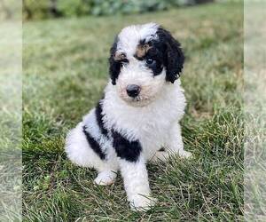 Bernedoodle Puppy for sale in CONESTOGA, PA, USA