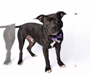 Staffordshire Bull Terrier-Unknown Mix Dogs for adoption in Murfreesboro, TN, USA