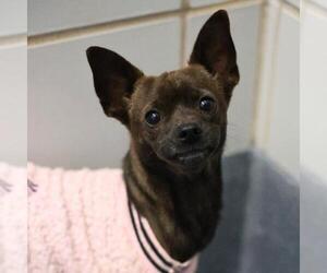 Chihuahua-Unknown Mix Dogs for adoption in San Antonio, TX, USA
