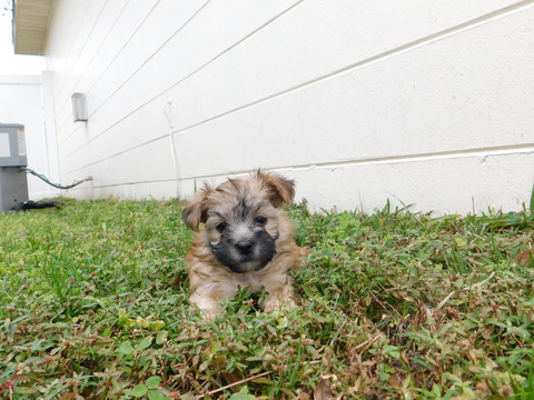 Medium Photo #20 Morkie Puppy For Sale in ORLANDO, FL, USA