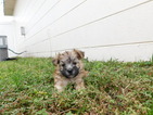 Small Photo #20 Morkie Puppy For Sale in ORLANDO, FL, USA