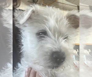 West Highland White Terrier Puppy for sale in DELANO, CA, USA