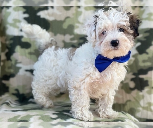 Medium Photo #1 Maltipoo Puppy For Sale in LAKELAND, FL, USA