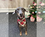 Small #13 Doberman Pinscher