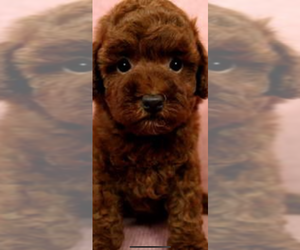 Poodle (Toy) Puppy for sale in JERICHO, NY, USA