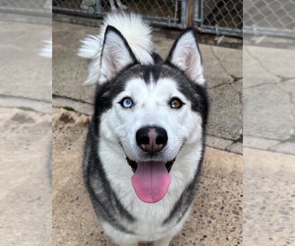 Medium Photo #1 Siberian Husky Puppy For Sale in Matawan, NJ, USA