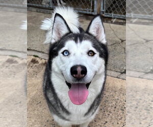 Siberian Husky Dogs for adoption in Matawan, NJ, USA