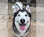 Small Siberian Husky