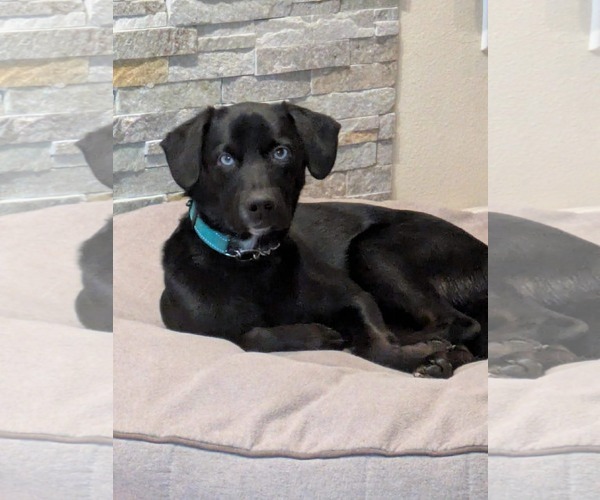 Medium Photo #2 Aussiedor Puppy For Sale in Anchorage, AK, USA