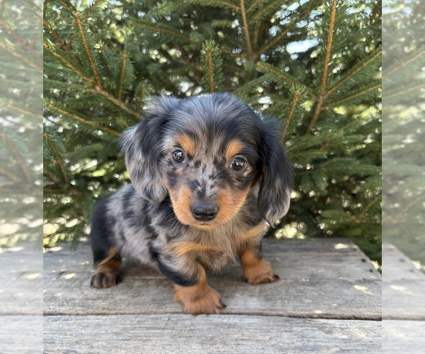 Medium Photo #4 Dachshund Puppy For Sale in MIDDLEBURY, IN, USA