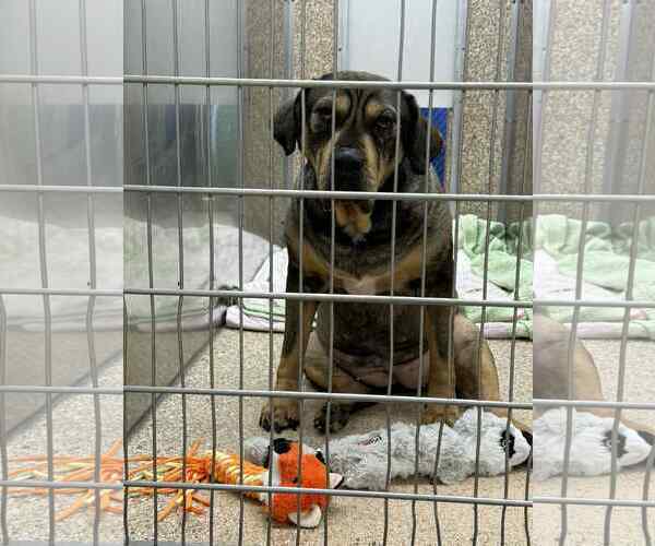 Medium Photo #2 Masti-Bull Puppy For Sale in Martinsburg, WV, USA