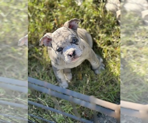 American Bully Puppy for sale in WALDORF, MD, USA