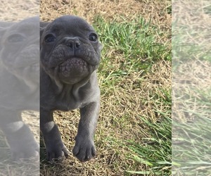French Bulldog Puppy for sale in GREENEVILLE, TN, USA