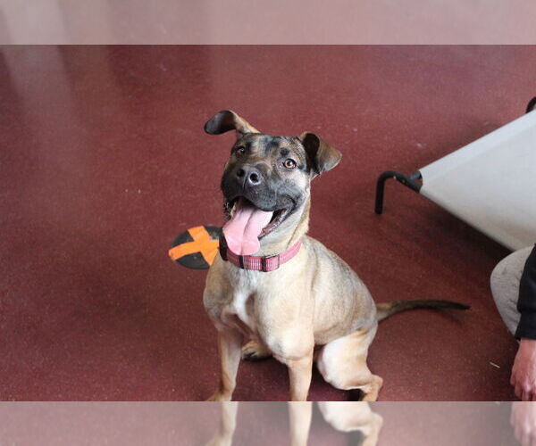 Medium Photo #4 Black Mouth Cur-Unknown Mix Puppy For Sale in Chestertown, MD, USA