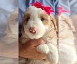Puppy 8 Border Collie-Poodle (Miniature) Mix