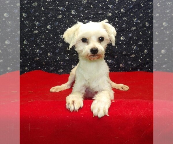 Medium Photo #1 Maltese Puppy For Sale in PATERSON, NJ, USA