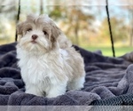 Small Photo #1 Havanese Puppy For Sale in HOUSTON, TX, USA
