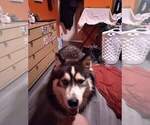 Small Photo #1 Siberian Husky Puppy For Sale in LENOIR CITY, TN, USA