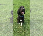 Small #3 Bernedoodle