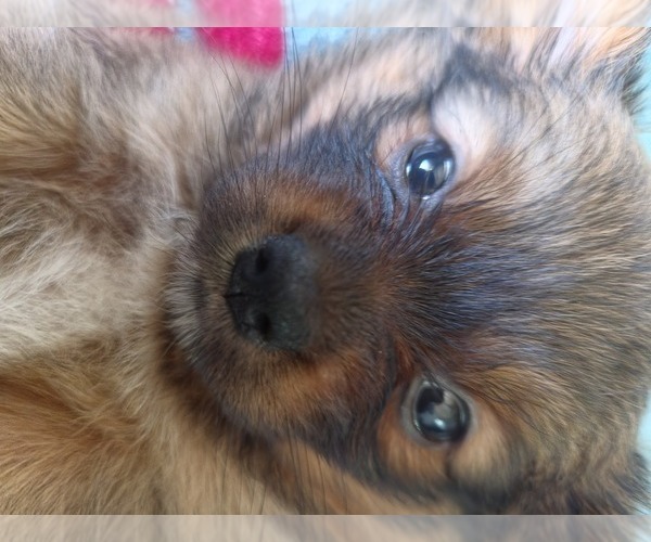Medium Photo #9 Maltipom Puppy For Sale in HUDSON, MA, USA