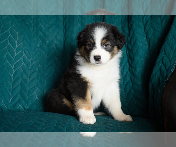 Medium Photo #2 Australian Shepherd Puppy For Sale in ROCKY MOUNT, VA, USA