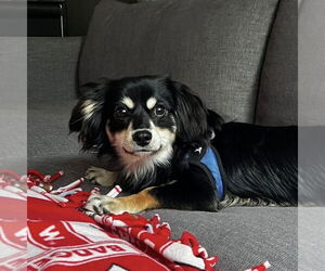 Dachshund-Unknown Mix Dogs for adoption in Mundelein, IL, USA