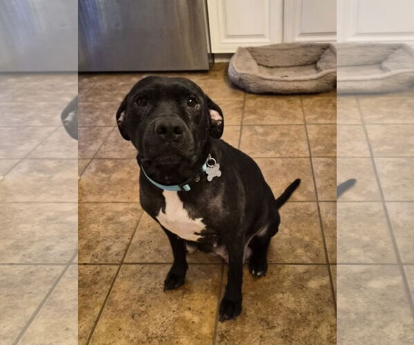 Medium Photo #7 American Pit Bull Terrier-Unknown Mix Puppy For Sale in Holly Springs, NC, USA