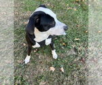 Small #4 American Pit Bull Terrier Mix