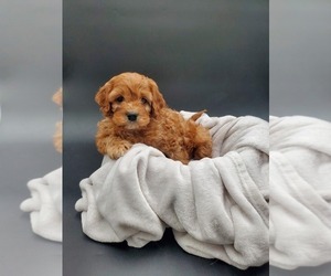 Cavalier King Charles Spaniel-Cavapoo Mix Puppy for sale in GOSHEN, IN, USA
