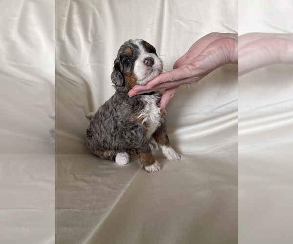 Medium Photo #9 Miniature Bernedoodle Puppy For Sale in BLOOMINGTON, IL, USA