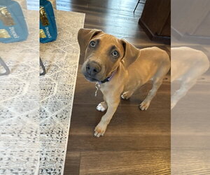 Drekker - Male Doberman Pinscher-Unknown Mix Dog for Adoption - Photo #2