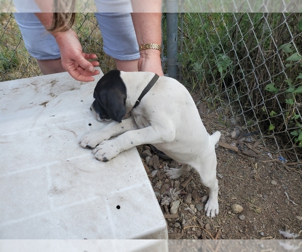 Medium Photo #1 German Shorthaired Pointer Puppy For Sale in RATHDRUM, ID, USA