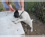 Small Photo #1 German Shorthaired Pointer Puppy For Sale in RATHDRUM, ID, USA