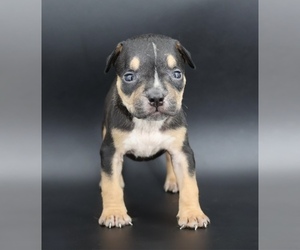 American Bully Puppy for Sale in CHAMPAIGN, Illinois USA