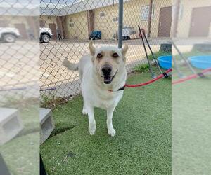 Gerberian Shepsky Dogs for adoption in Pasadena, TX, USA