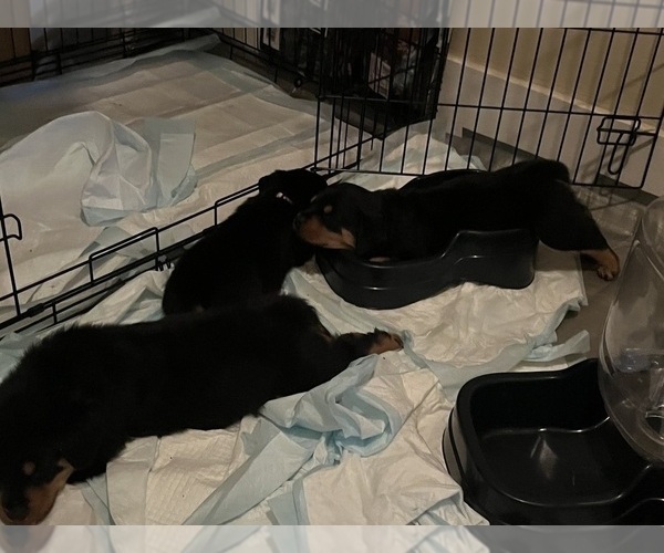 Medium Photo #1 Rottweiler Puppy For Sale in MARSHALL, MO, USA