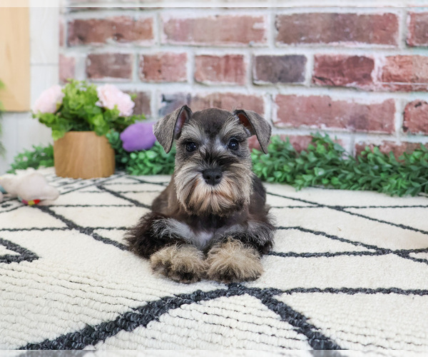 Medium Photo #3 Schnauzer (Miniature) Puppy For Sale in SYRACUSE, IN, USA